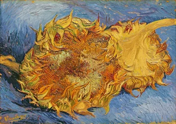 Zwei geschnittene Sonnenblumen